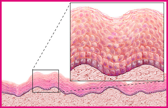 vaginal epidermis W estrogen